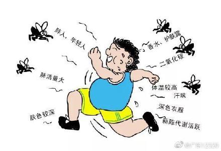 哪些人群更符合蚊子的口味？—新陈代谢旺盛、容易出汗的人
