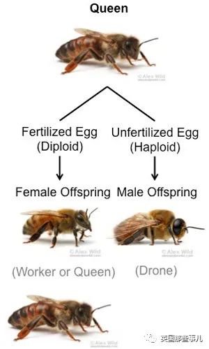 一只蜜蜂基因突变克隆出几百万个自己！霸道寄生灭族蜂群，厉害了.....