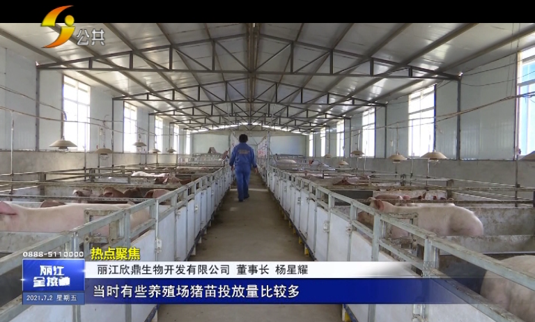 「丽江热线」猪肉价格略有上涨，你感受到了吗？