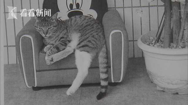 心情不好发泄？外卖骑手棍棒虐猫致死 视频曝光