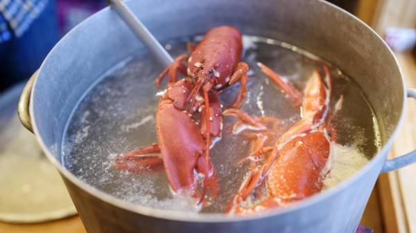 英国计划禁止烹饪活小龙虾。因为“小龙虾很痛，活着很残酷”。