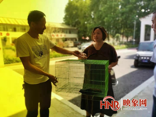 国家二级保护动物红冠水鸡受伤 汝南村民及时救助