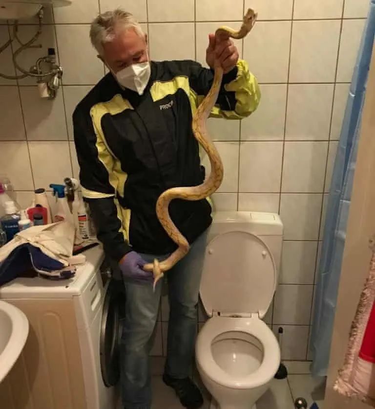 隔壁的宠物越狱，奥地利男性在厕所“蛇之吻”