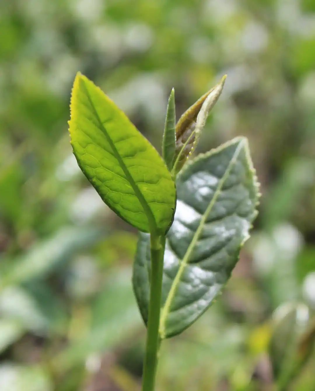 世遗大会茶寻古“刺桐”！这座冲刺“世遗”的城市处处有茶香