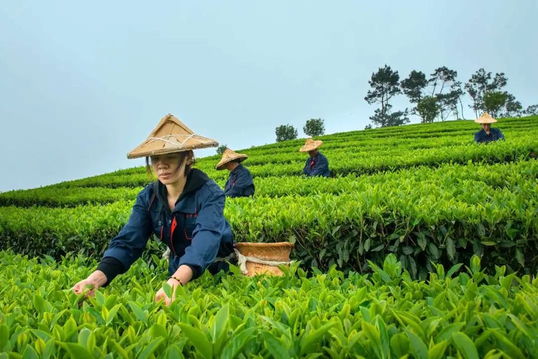 世遗大会茶寻古“刺桐”！这座冲刺“世遗”的城市处处有茶香