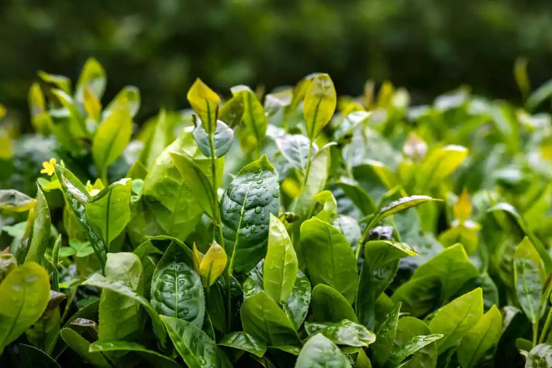 世遗大会茶寻古“刺桐”！这座冲刺“世遗”的城市处处有茶香