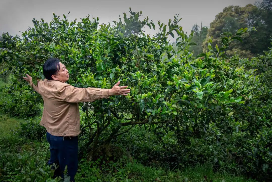 世遗大会茶寻古“刺桐”！这座冲刺“世遗”的城市处处有茶香