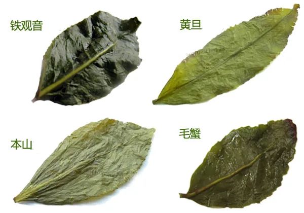 世遗大会茶寻古“刺桐”！这座冲刺“世遗”的城市处处有茶香