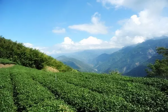 世遗大会茶寻古“刺桐”！这座冲刺“世遗”的城市处处有茶香