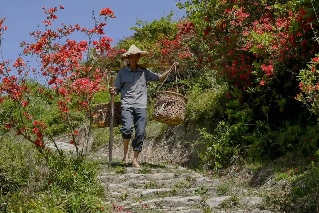 世遗大会茶寻古“刺桐”！这座冲刺“世遗”的城市处处有茶香