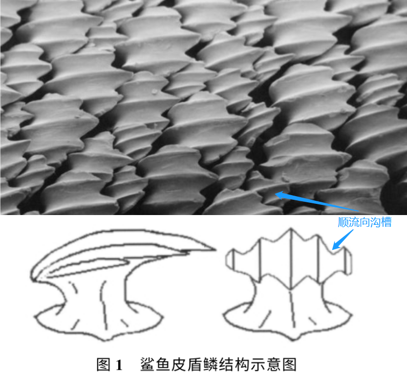 为什么游泳运动员都没毛？