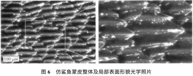 为什么游泳运动员都没毛？