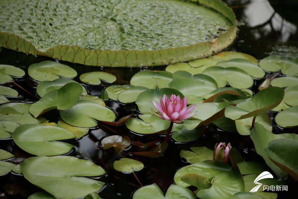 影像力｜你可曾见过大明湖畔的“花之女王”？