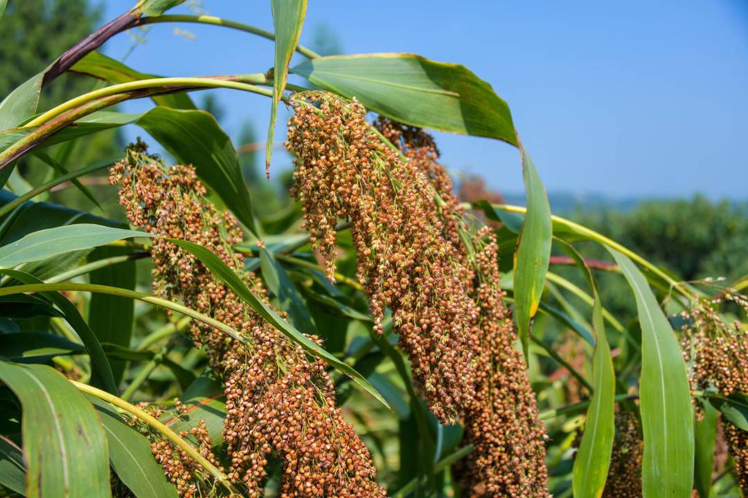 今日四川高粱价格(今日四川0号柴油价格)