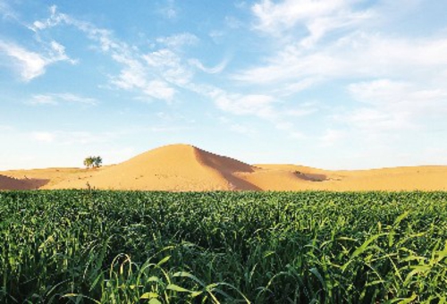 “沙产业”循环经济圣牧让沙漠看见“美好”