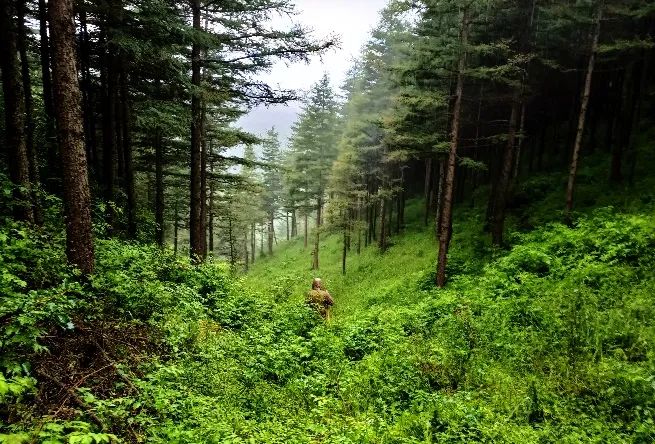 六盘山豹：来我地盘还说我胖，你礼貌吗？