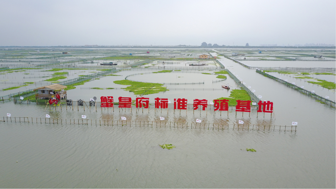 阳澄湖大闸蟹有哪些品牌（正宗阳澄湖大闸蟹介绍）