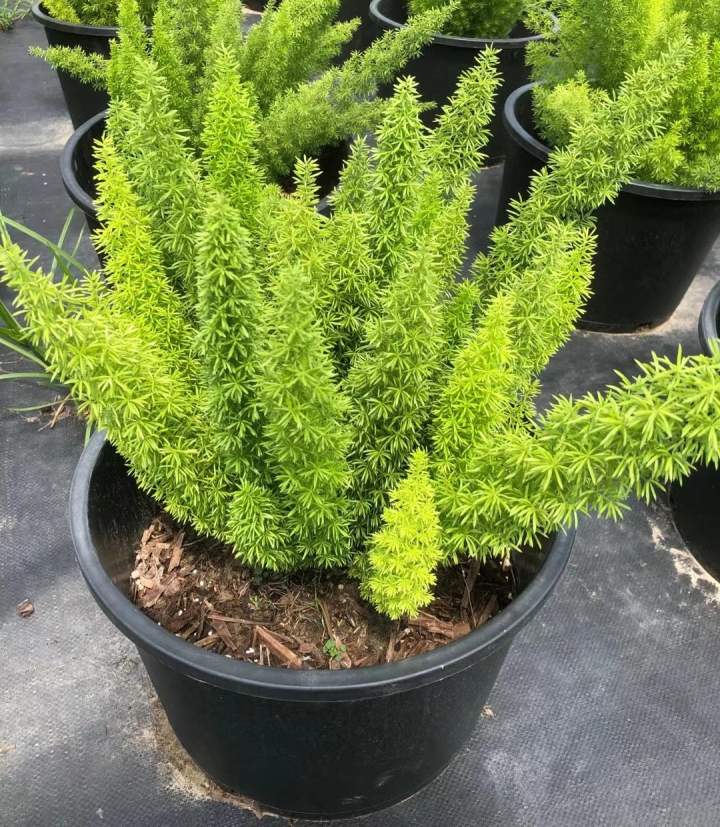 花叶山菅兰(这些只有在秋天才有的花花草草)