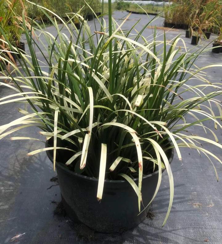 花叶山菅兰(这些只有在秋天才有的花花草草)