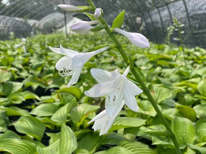 花叶山菅兰（这些只有在秋天才有的花花草草）