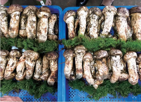 云南一村民发现21.7公斤野生菌王!8年前曾在同一地点采过9.