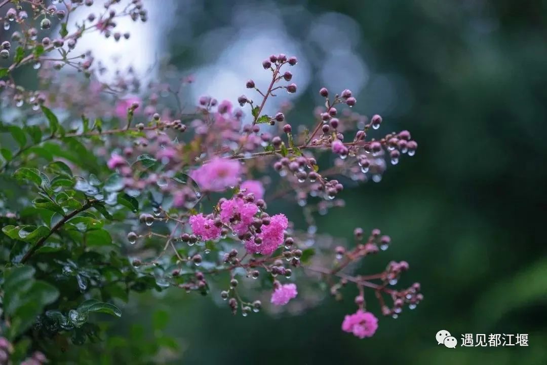 云雾起，山朦胧！都江堰雨雾笼罩下的绝美景色，太赞了～