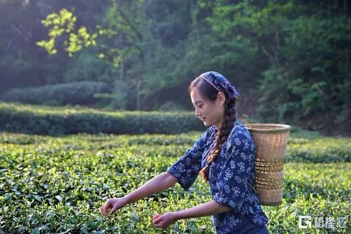 A股难迎茶叶股