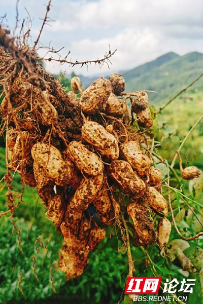 又到花生收获季，背篓里满满都是秋天的味道