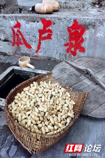 又到花生收获季，背篓里满满都是秋天的味道