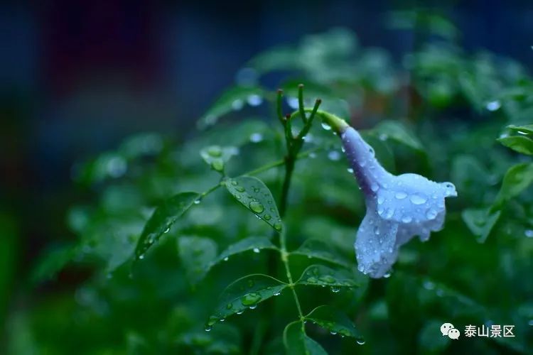 古庙秋雨成诗