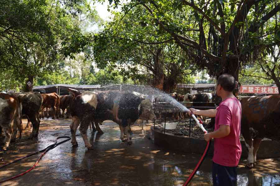 东莞数百年横沥牛行 每年牛只交易量超十万头