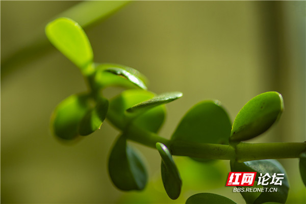 最美阳台丨心安宁静处，每日在花草间养心是生活的馈赠