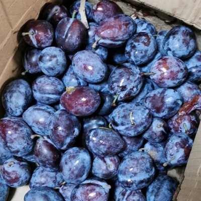 自制 西梅干 西梅汁