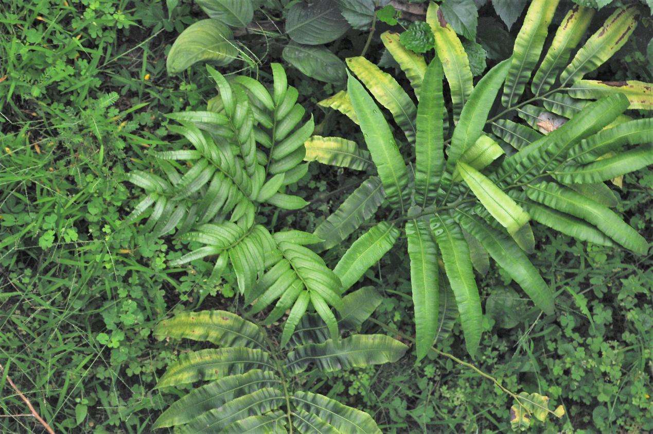 河口莲座蕨的功效与作用-我的快乐小窝