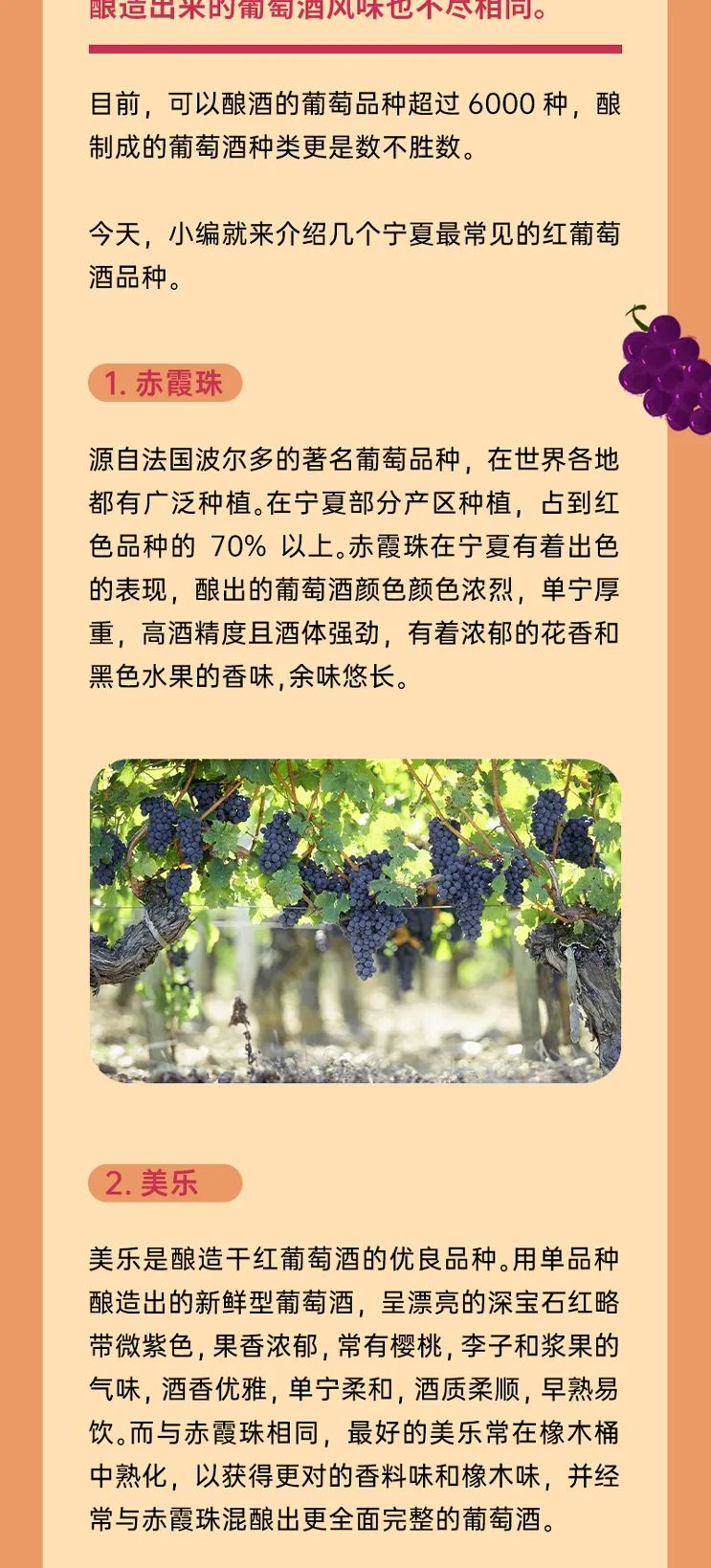 科普 || 宁夏最常见的红葡萄酒品种有哪些？