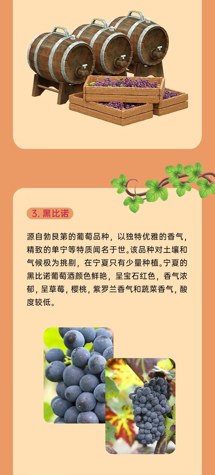 科普 || 宁夏最常见的红葡萄酒品种有哪些？