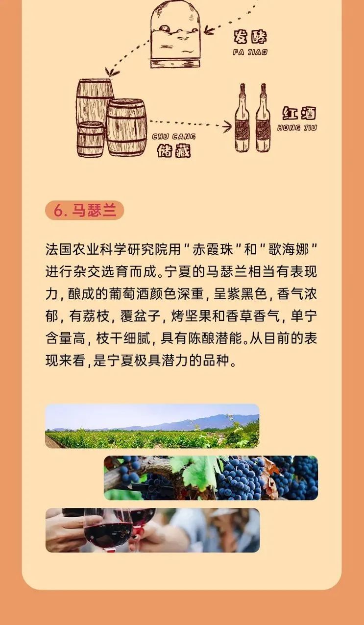 科普 || 宁夏最常见的红葡萄酒品种有哪些？