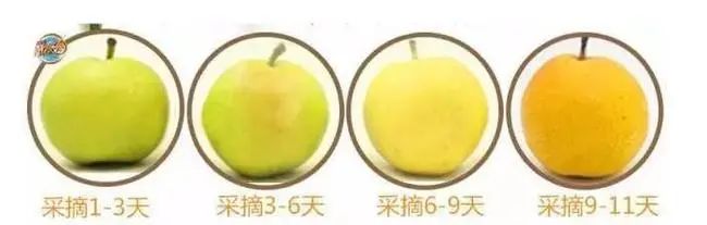 「1018|严选」自带酒香的黑土地南果梨，皮薄多汁，入口即溶