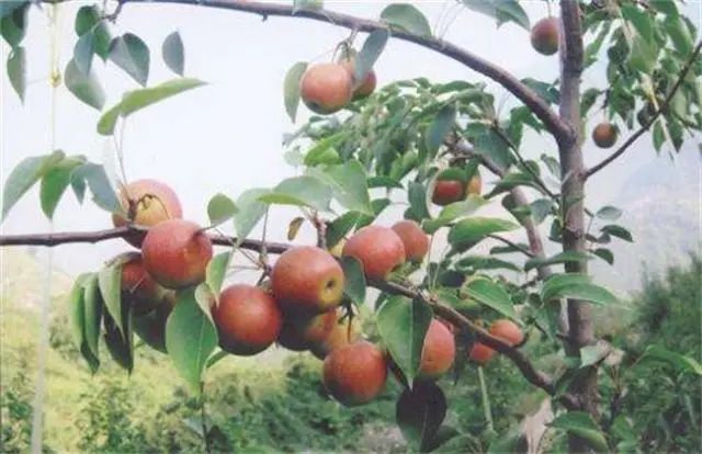 「1018|严选」自带酒香的黑土地南果梨，皮薄多汁，入口即溶