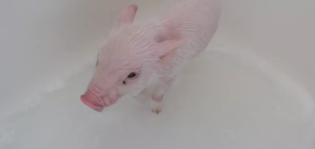小猪猪网红直播(日本网红直播养宠物小猪100天，然后亲手杀掉吃了…)