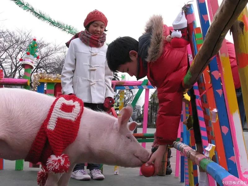 小猪猪网红直播(日本网红直播养宠物小猪100天，然后亲手杀掉吃了…)