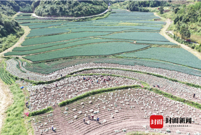 大葱亩产量一般多少斤（大葱亩产量一般多少斤左右）-第2张图片-巴山号