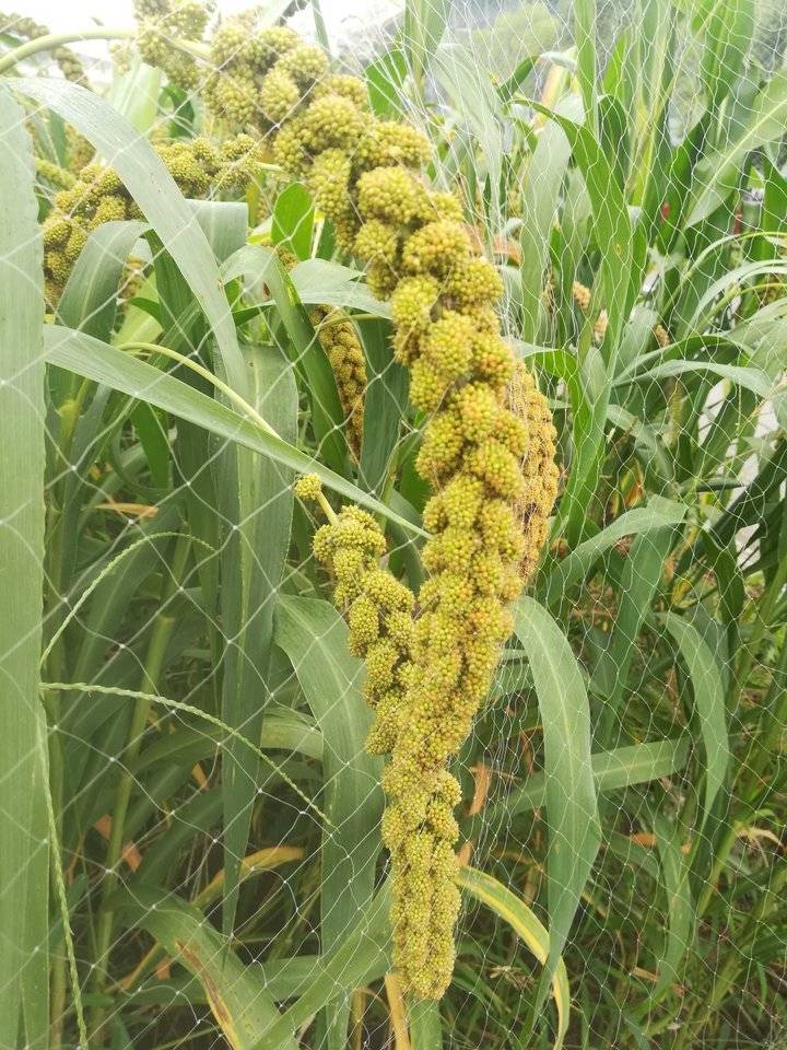 此时的我,想喝浓郁,粘稠,飘着清香,带着乡愁的小米粥