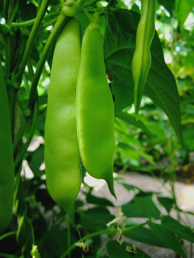 哪种豆角炒不熟有毒(哪种豆角不熟不能吃)-第1张图片-科灵网