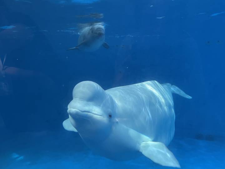 白鲸的图片（快来看看在华东首头白鲸宝宝）