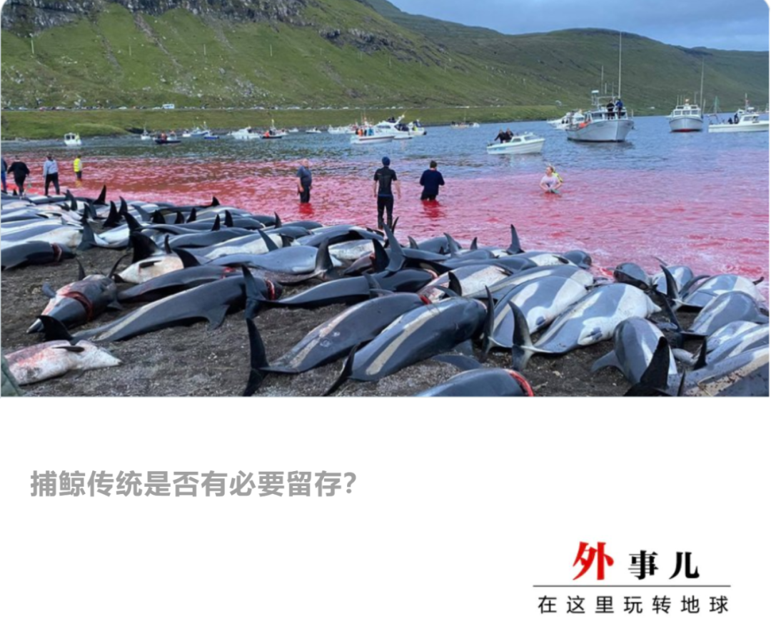 丹麦为什么杀海豚(千余海豚被杀染红海岸，我们问了当地政府)