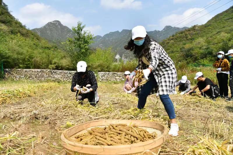 劳动课开到田间地头北京联大学生下村参加丰收节