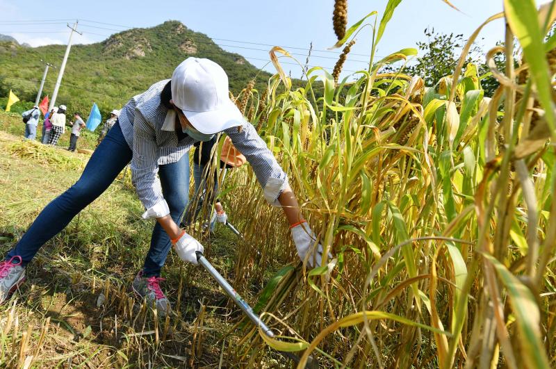 劳动课开到田间地头北京联大学生下村参加丰收节