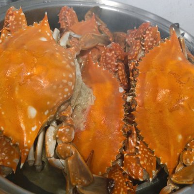 海蟹怎么养（海边抓的小螃蟹能活多久）-第6张图片
