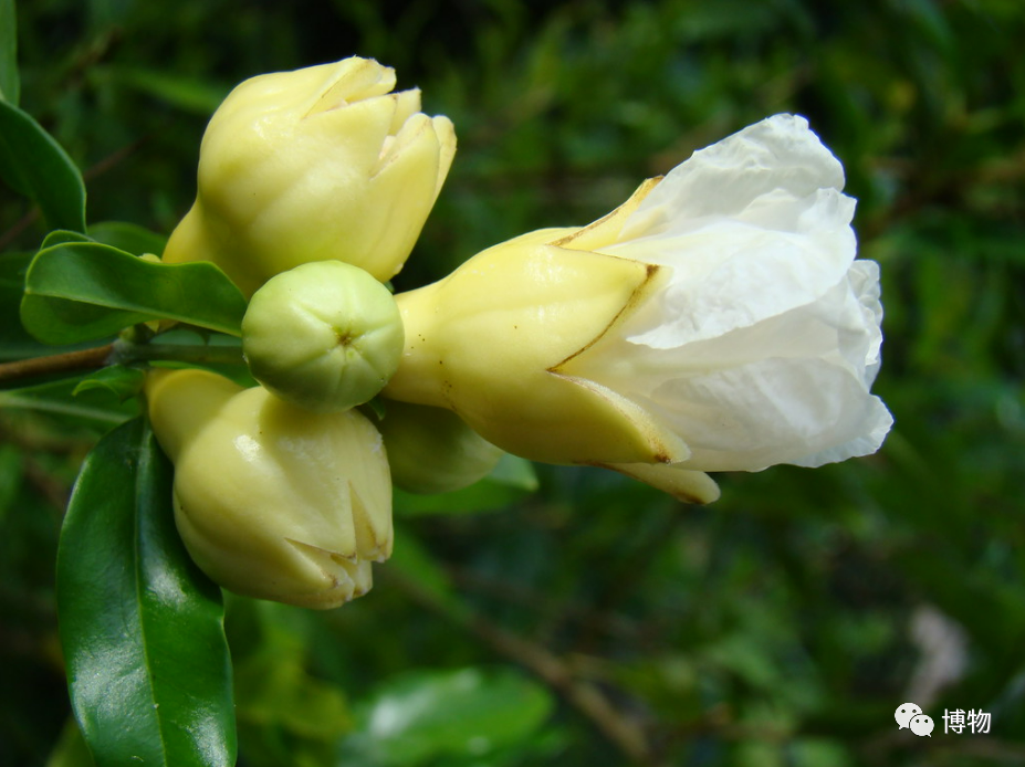 白色石榴花图片来源:flickr.